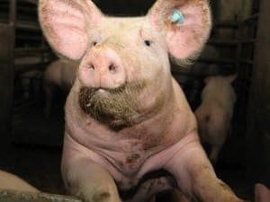 Ein Schwein im Stall - kann auch Gegenstand eines Flachwitzes sein